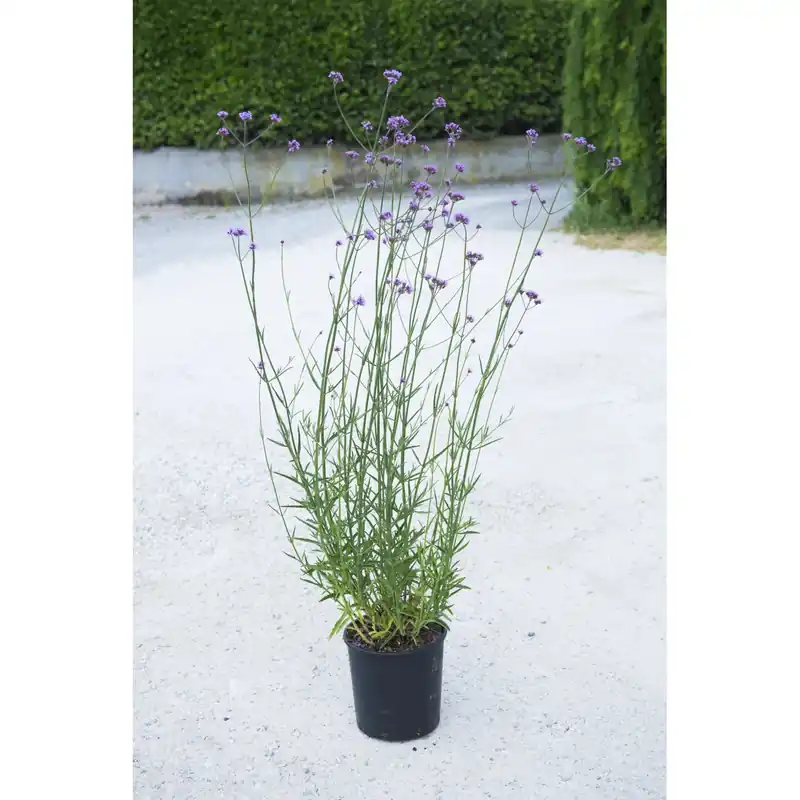 Verbena bonariensis Hoge Kwaliteit