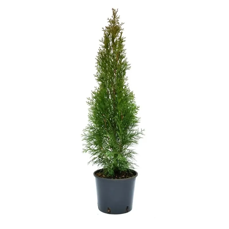 Thuja occidentalis `Smaragd` Gereduceerde Prijs
