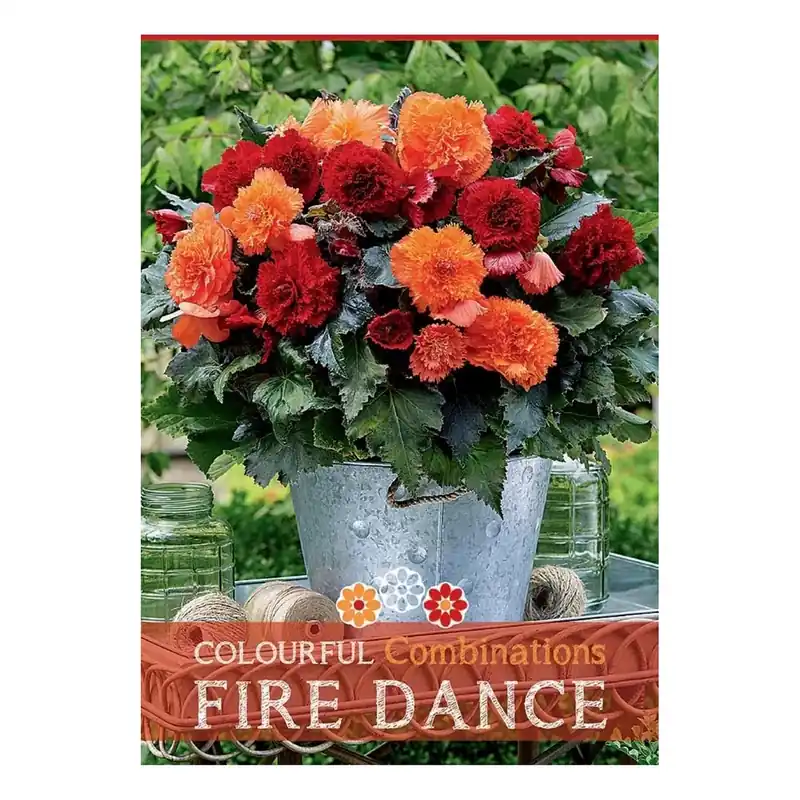 Begonia "Fire Dance" Fabrieksprijs