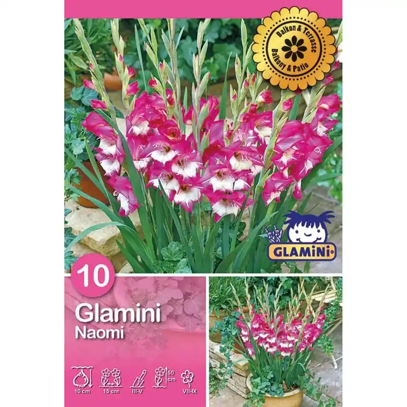 Snelle Levering Gladiolo "Naomi (Glamini)"