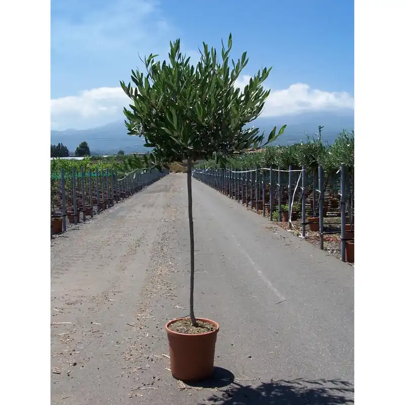 Fabrieksprijs Olea europaea - olivo