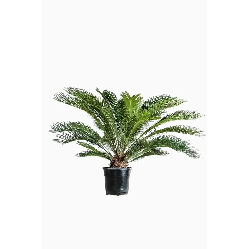 Nu Kopen Cycas revoluta vaso Ø cm 22
