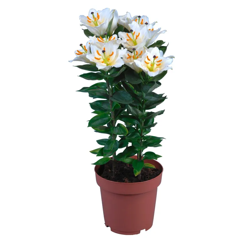 Nieuw Giglio Oriental bianco Ø vaso 19 cm