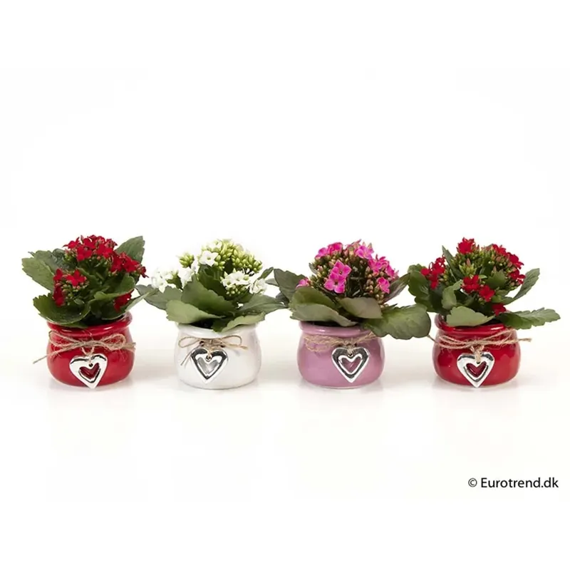 Laatste Kans Composizione Fiorita Vaso 10 cm
