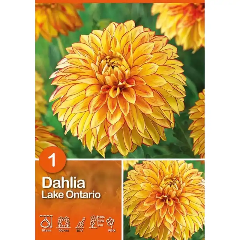 Dalia "Lake Ontario" Gecertificeerd