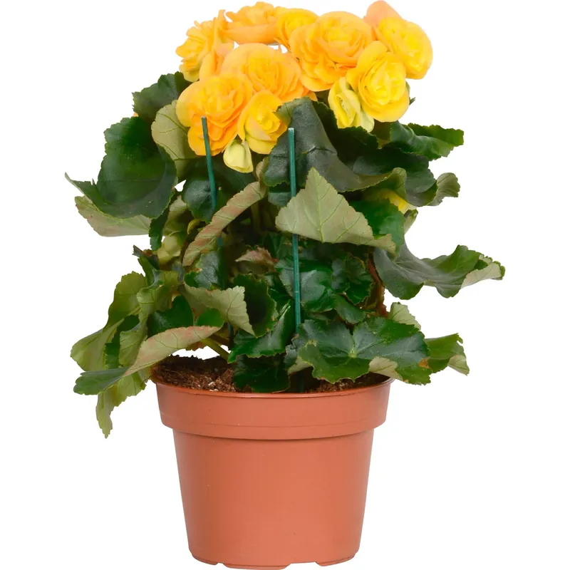 Weekendaanbieding Begonia "Elatior" giallo Ø 14 cm