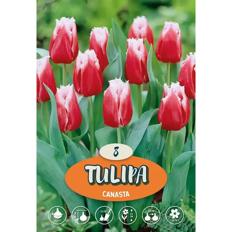 Gecertificeerd Tulipano Canasta