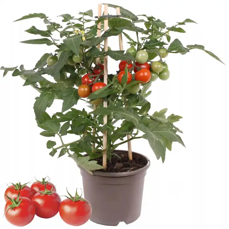 Pomodoro ciliegino Pick&Joy vaso Ø 12 cm Finale Uitverkoop