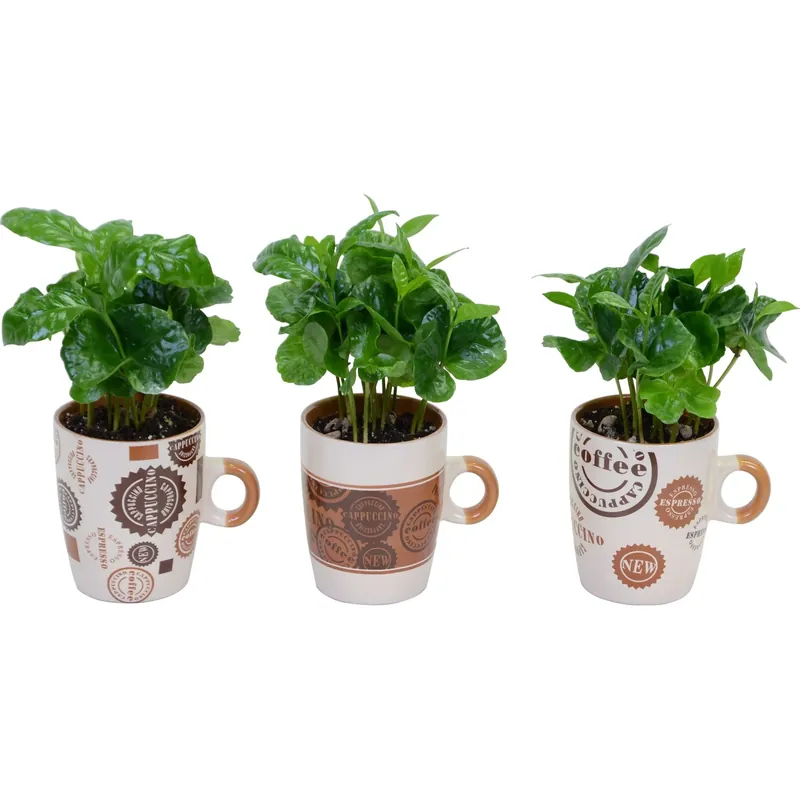 Superprijs Coffea in tazzina da caffè Ø 6 cm