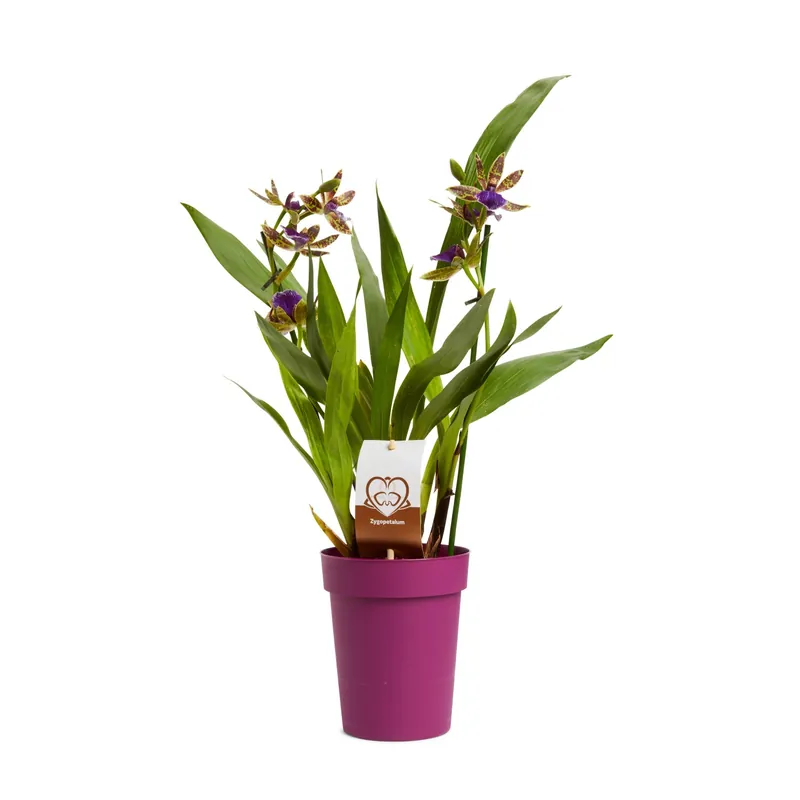 Zygopetalum 2 rami Ø cm 12 Express Levering