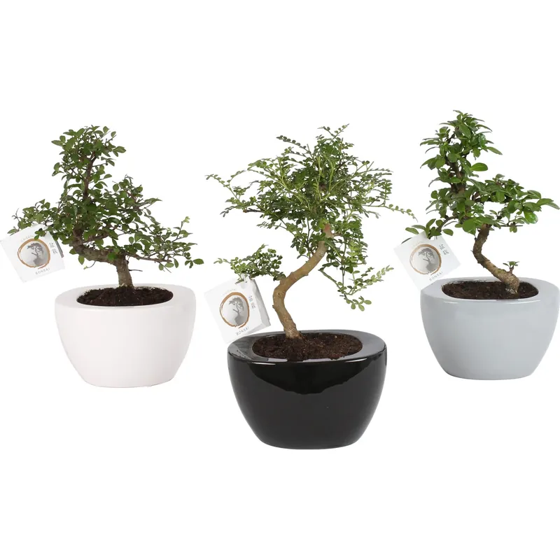 Op = Op Bonsai mix vaso in ceramica Ø 15 cm