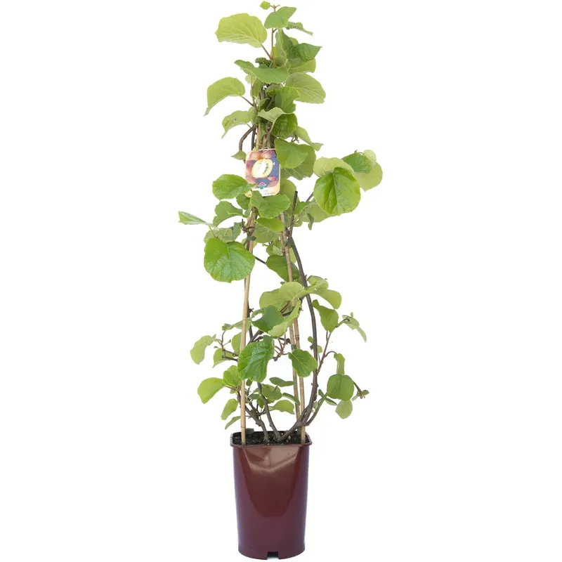 Albero da frutto kiwi Actinidia chinensis solissimo forma a cono Merkproduct