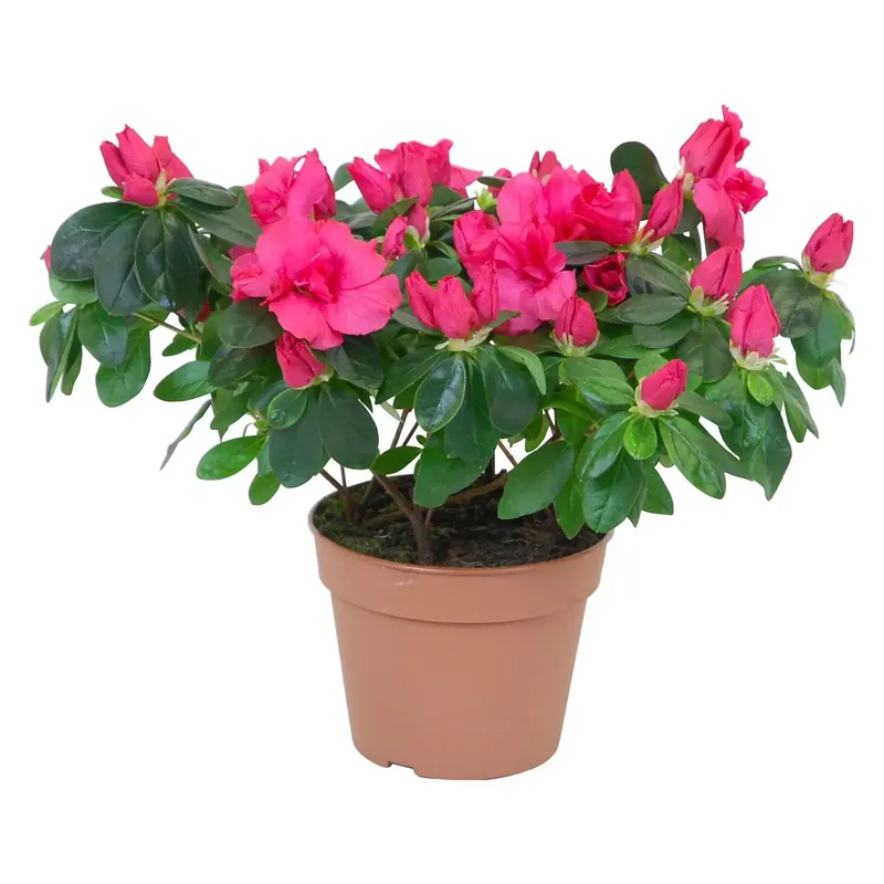 Azalea in vaso da interno rosso Ø 14 cm Must-Have