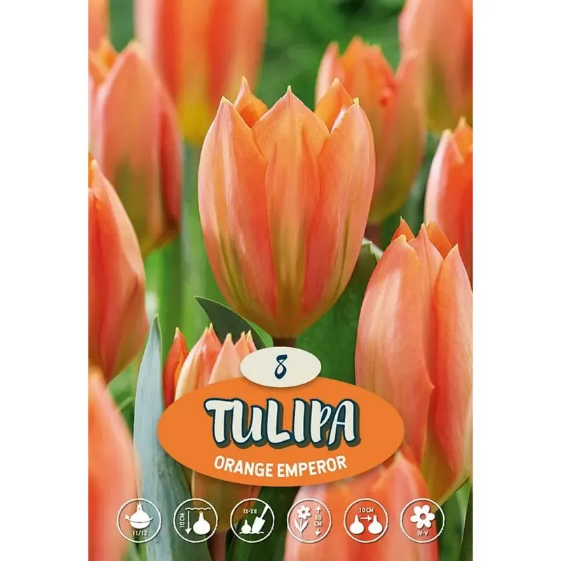 Fabrieksprijs Tulipano Orange Emperor