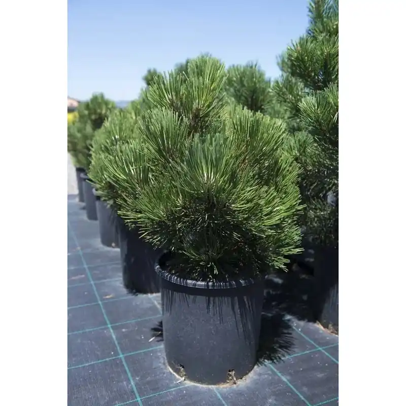 Pinus leucodermis `Compact Gem` Beste Prijs