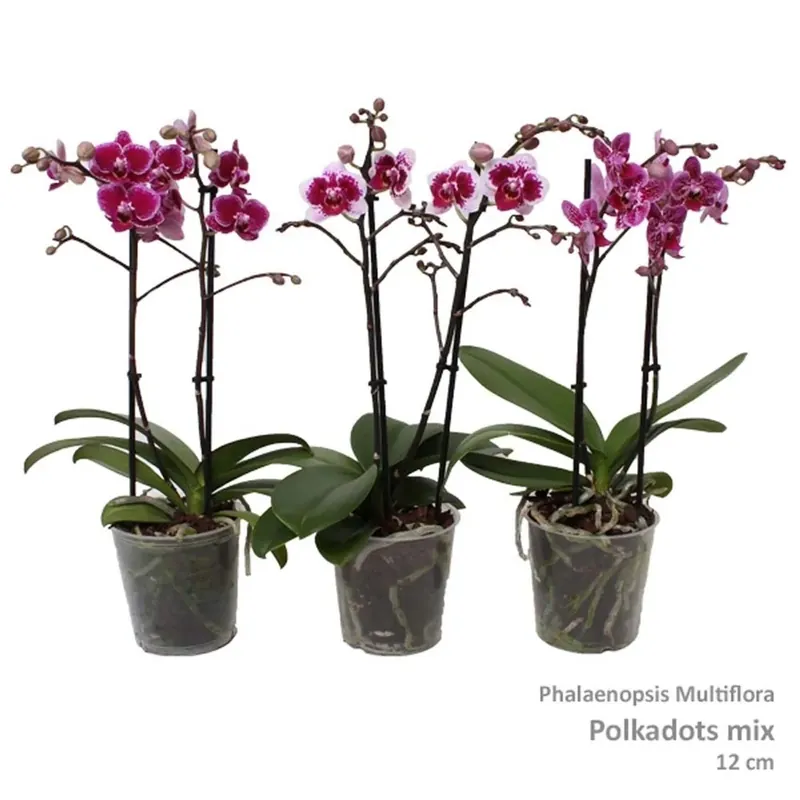 Phal Multi Vaso 12 cm Exclusieve Aanbieding