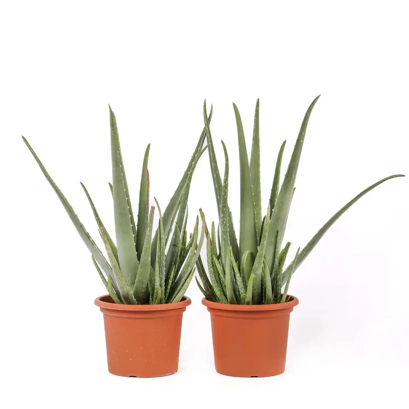 Lage Kosten Aloe vera Piante grasse vaso Ø 18 cm