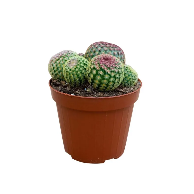 Echinocereus rigidissimus rubrispinus Cactus vaso Ø 12 cm Express Levering