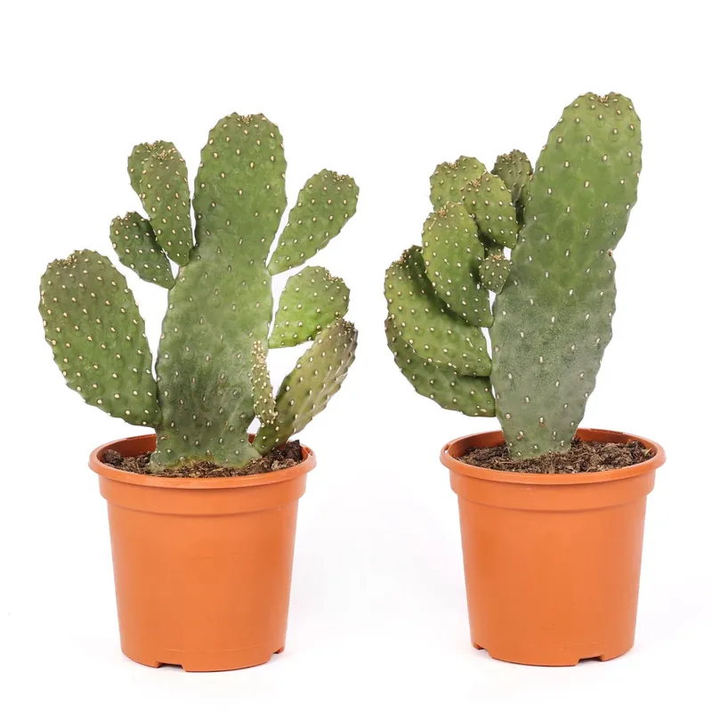 Lage Prijs Opuntia consolea piante grasse vaso Ø 17 cm
