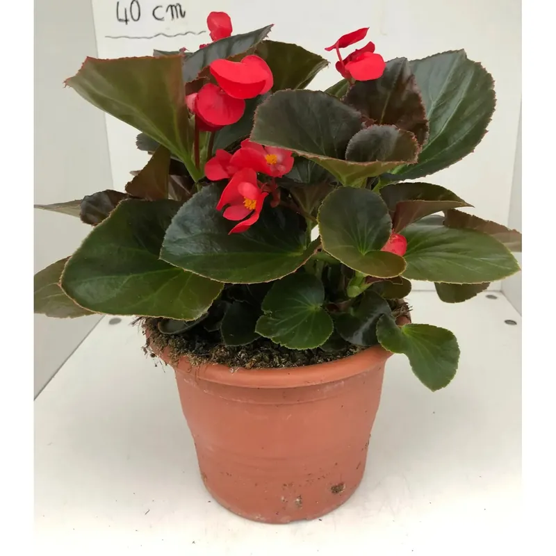 Snelle Levering Begonia Big vaso Ø cm 14