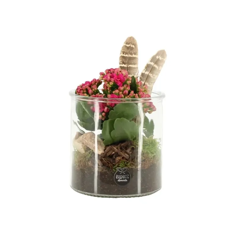 Lage Prijs Kalanchoe Vetro A Molla vaso 12 cm