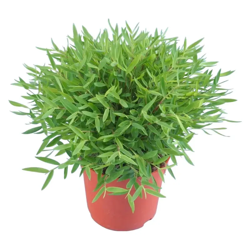 Bambù da appartamento Bambusa pogonatherum vaso Ø 12 cm Lage Kosten
