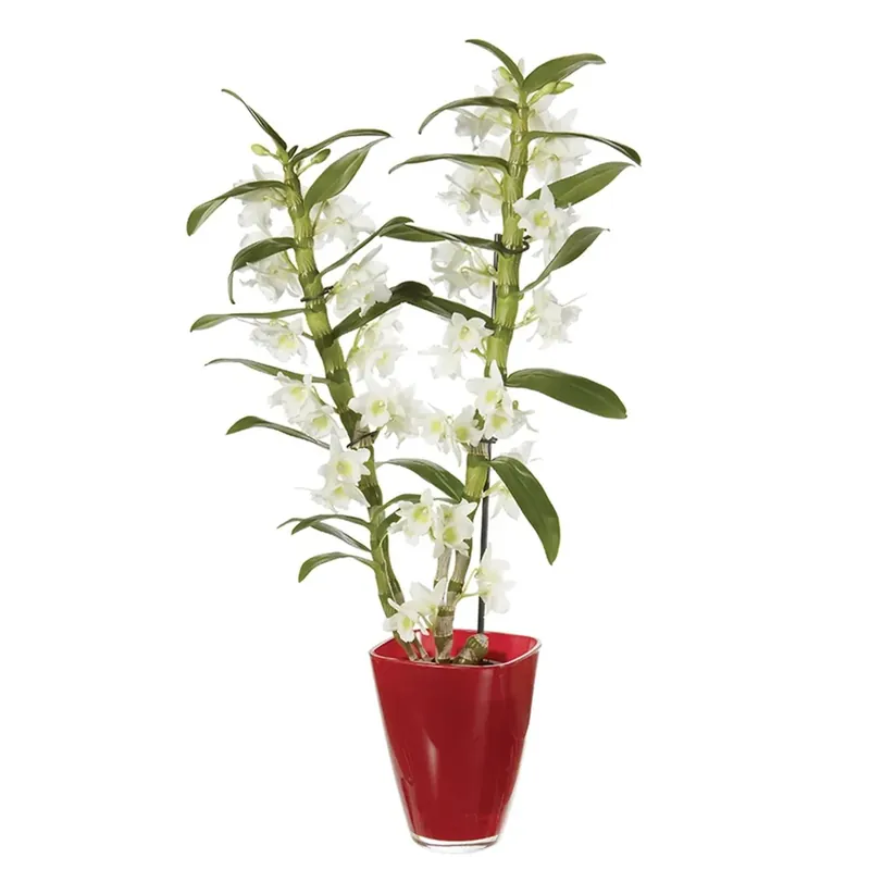Gereduceerde Prijs Dendrobium Nobile bianco 2 rami vaso in vetro Ø 12 cm