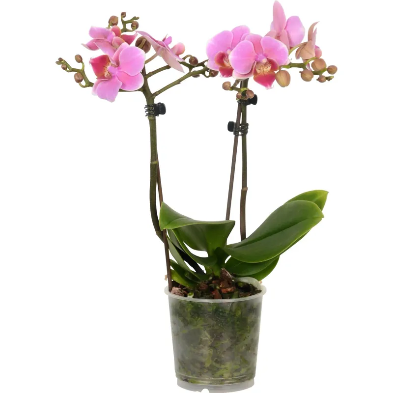 Populair Orchidea Phalaenopsis bianca 2 rami diversi colori vaso 9 cm