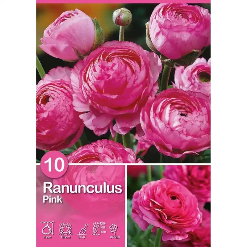 Ranuncolo "Pink" Op = Op