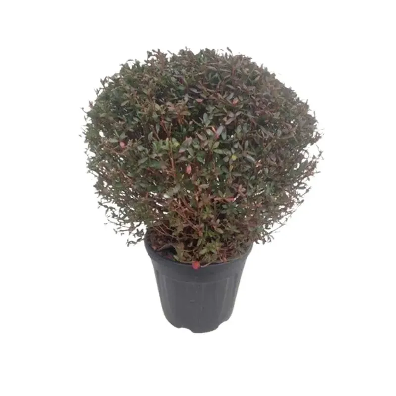 Betaalbaar Azalea vaso Ø 40 cm