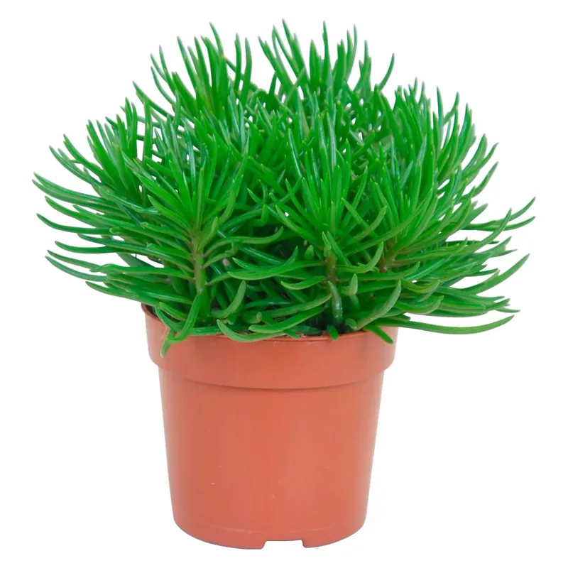 Senecio Himalaya con vaso Ø 10,5 cm Speciale Aanbieding