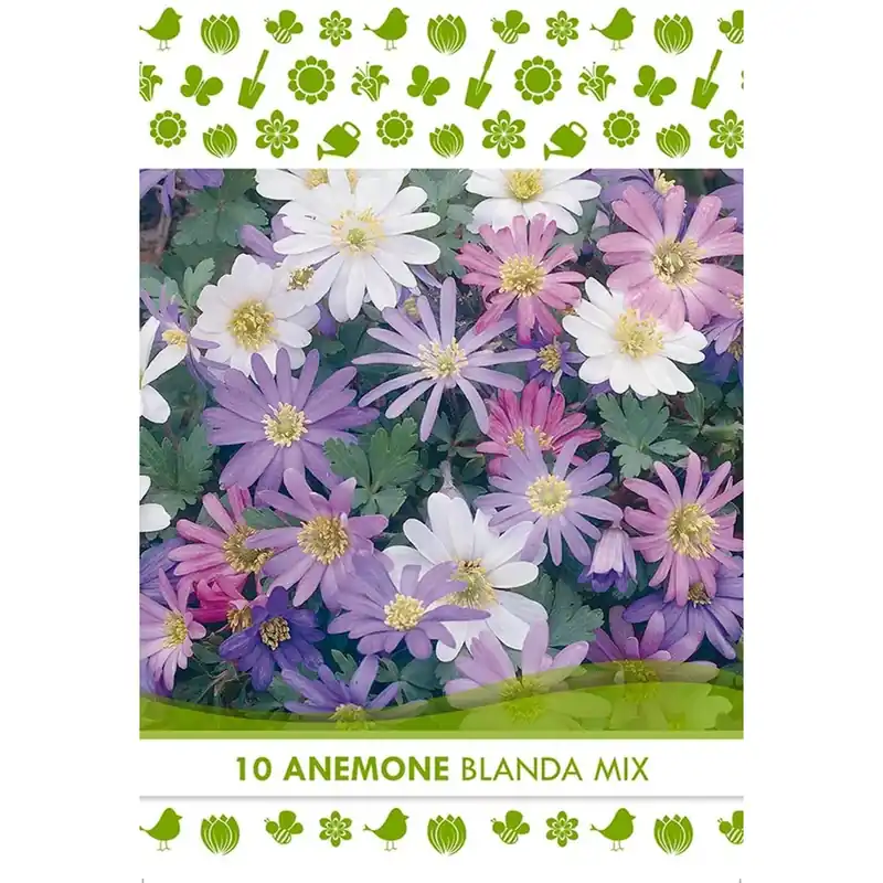 Lage Prijs Bulbi fiori Anemone Blanda 10 pz