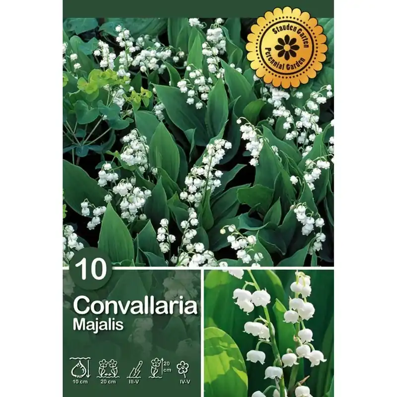 Tijdelijk Beschikbaar Convallaria "Bianca"