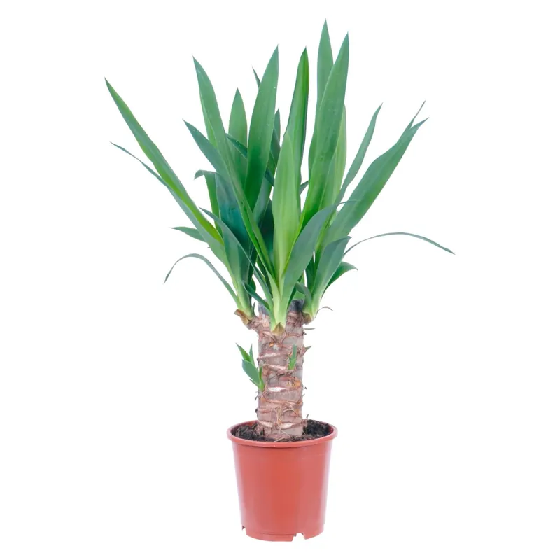 Yucca Elephantipes 1 tronco vaso Ø ca. 11 cm Betaalbaar