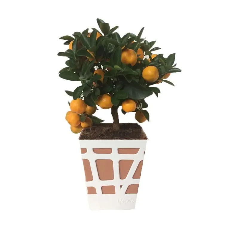 Albero da frutto Citrus Mitis Calamondino in vaso decorativo Ø cm 18 Seizoensaanbieding