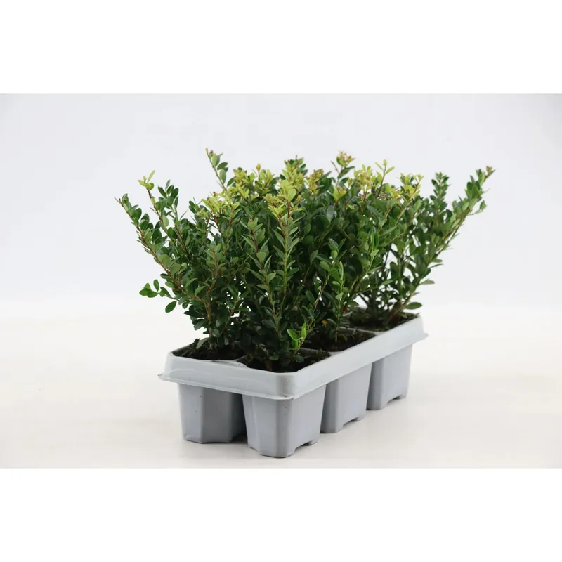 Agrifoglio giapponese Jenny confezione da 6 Ilex crenata Flitsaanbieding