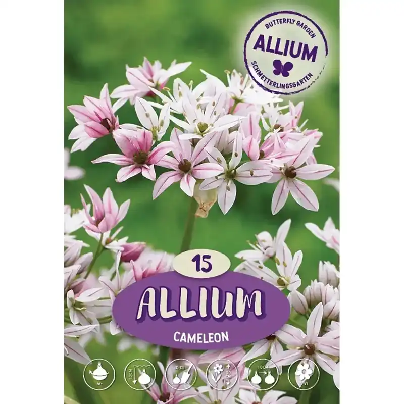 Allium Cameleon rosa 15 bulbi Dagaanbieding