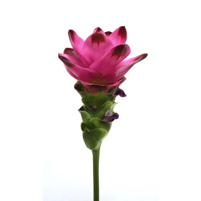 Weekendaanbieding Curcuma Siam In vaso 14 cm