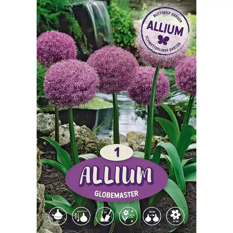 Allium Globemaster Beperkte Voorraad