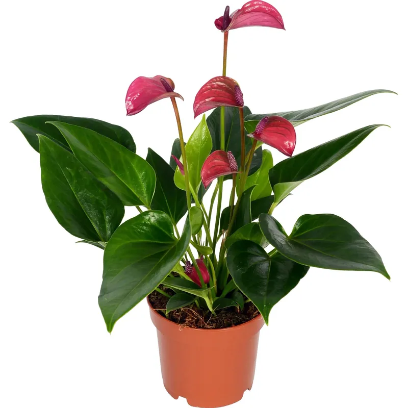 Anturio Karma Purple rosso porpora vaso Ø 12 cm Uitverkoop