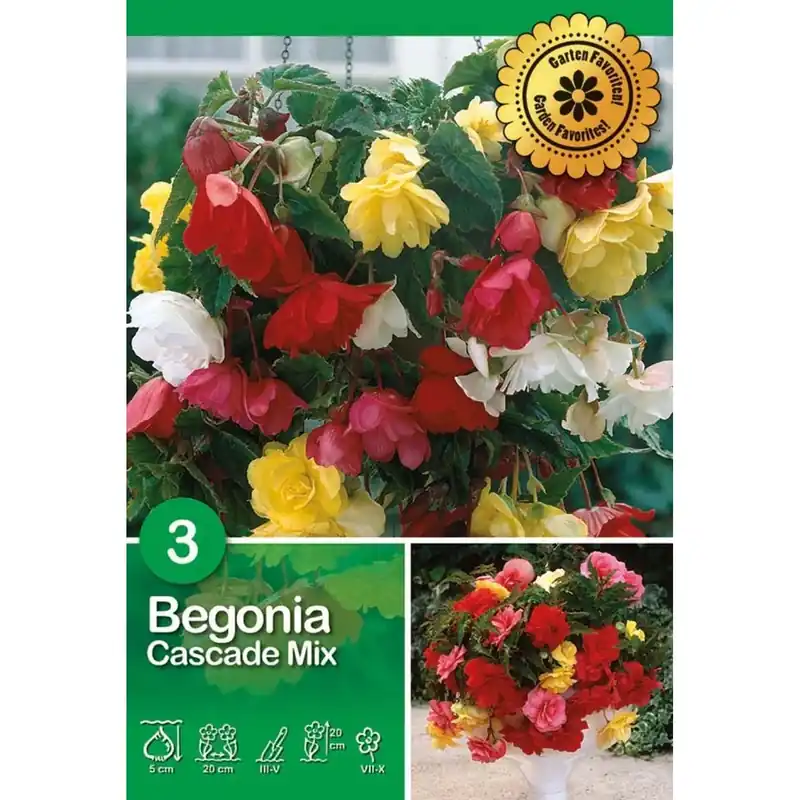 Begonia "Cascade" Premium