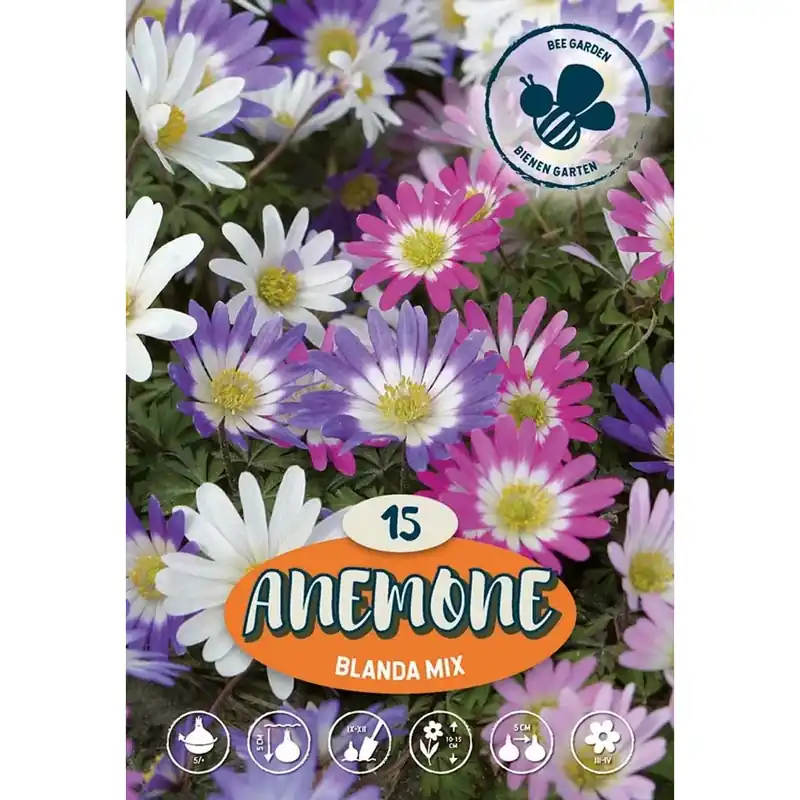 Aanbieding Anemone Blanda Misto