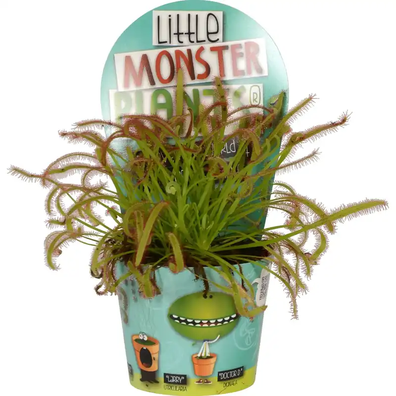 Voordeelprijs Pianta carnivora vaso Ø 8,5 cm