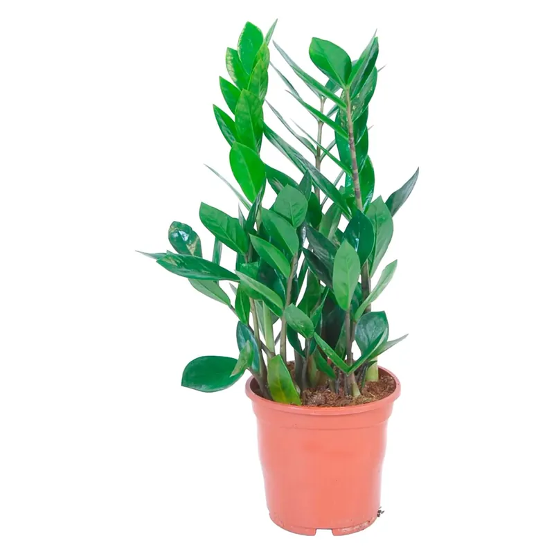 Zamioculcas vaso Ø 14 cm Merkproduct