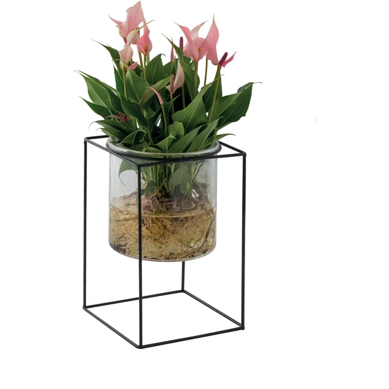 Anthurium lili "Aqua Roots" vaso in vetro Direct Beschikbaar