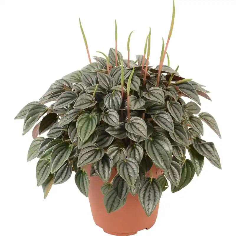 Voordeelprijs Peperomia vaso Ø 12 cm