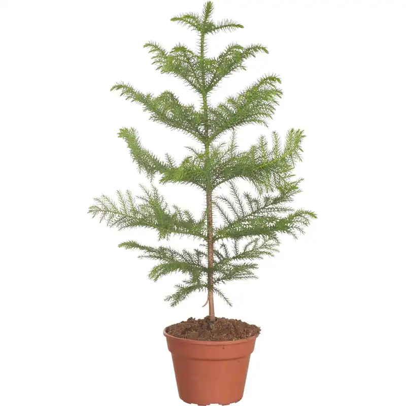 Beperkt Aanbod Araucaria Heterophylla vaso Ø 17 cm