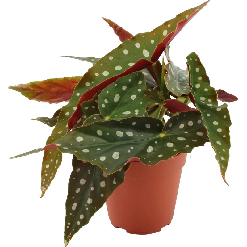 Begonia maculata vaso Ø 12 cm Bestel Nu