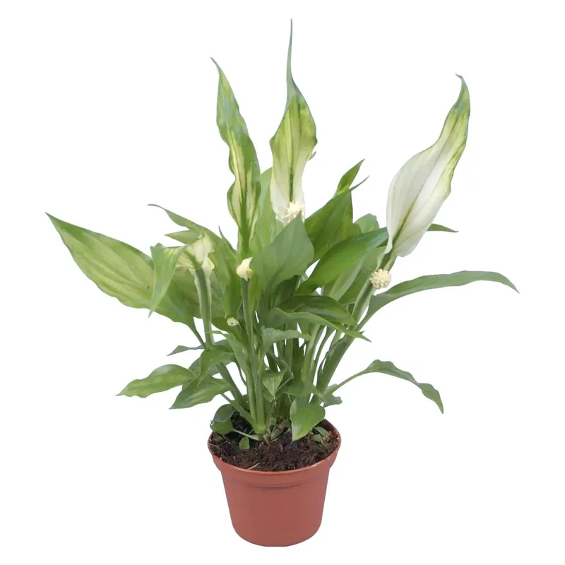 Aanbieding Spathiphyllum mini vaso Ø 6 cm