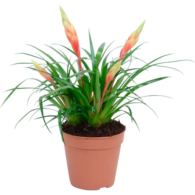 Weekendaanbieding Vriesea "Shannon" giallo Ø 12 cm